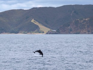 Čiperný delfín v Bay of Islands