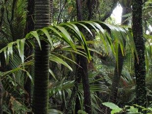 Hustá vegetace deštného pralesa na jižním ostrově Nového Zélandu