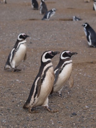 Tučňáci magellanský, ostrov Isla Magdalena